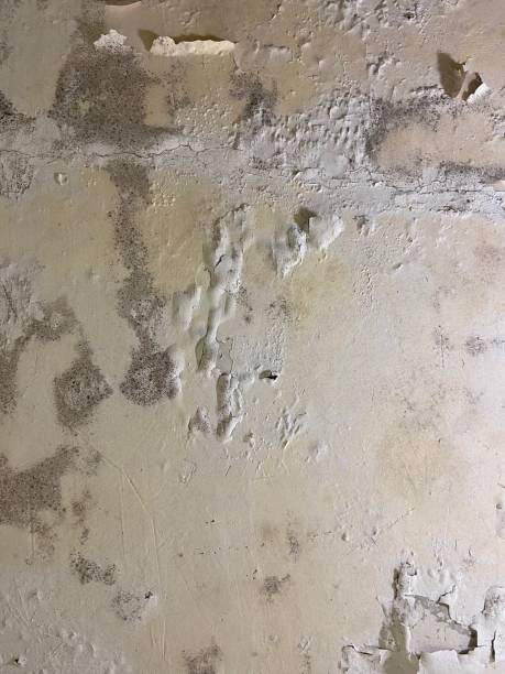 Best Basement Mold Remediation in Nescopeck, PA