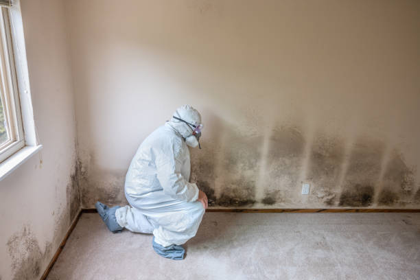 Best HVAC Mold Remediation in Nescopeck, PA