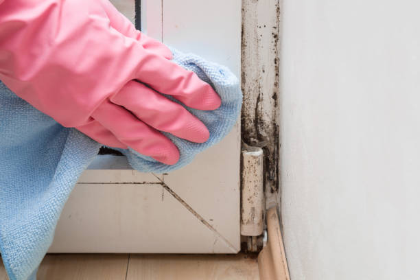 Best Insurance-Related Mold Remediation in Nescopeck, PA